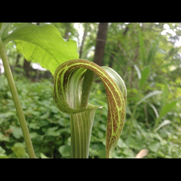 Fuzzy (AnnMarie) Hawkins Hodgson - Picture 4 of 6